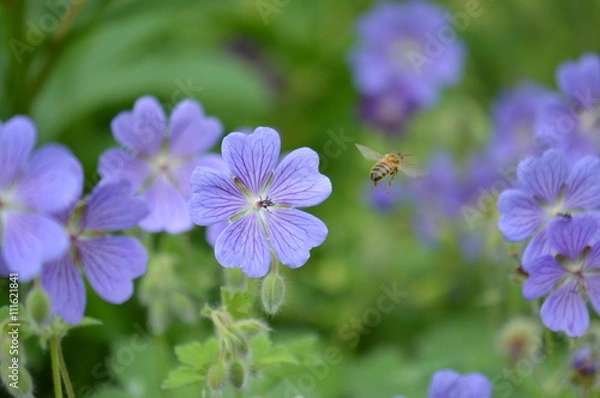 Fototapeta géranium des bois