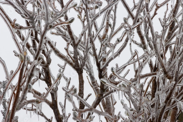Obraz Ice Coating