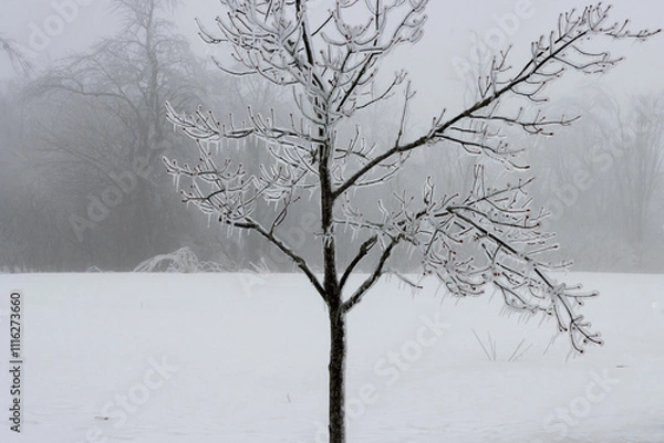 Obraz Icy Tree