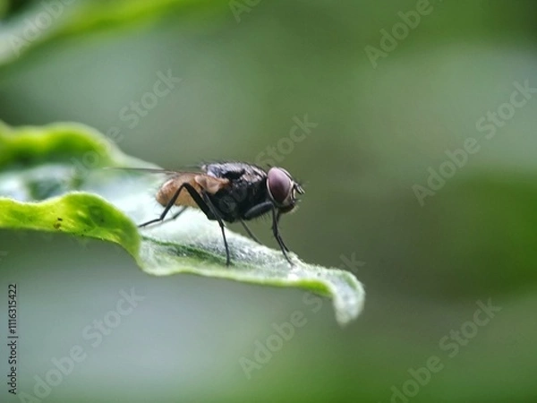 Fototapeta macro view of a leaf-eating insect