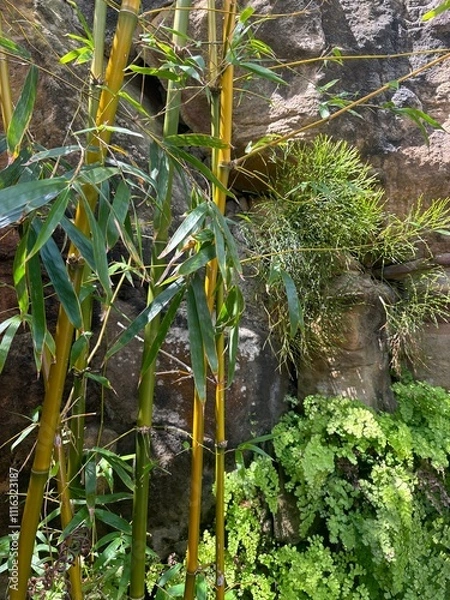 Obraz moss on the rocks