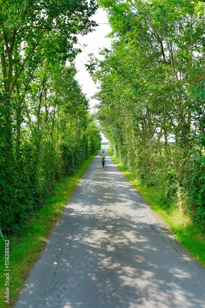 Fototapeta There is a road that is lined with trees along both of its sides