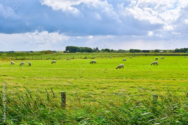 Fototapeta Sheep grazing in a lush field with a beautiful fence in the front