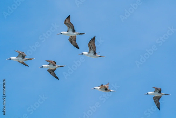 Obraz A flock of Peruvian boobies flying in the blue sky