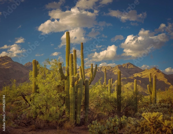 Fototapeta Breathtaking desert landscape captures towering saguaro cacti under a vibrant blue sky with scattered clouds. The majestic mountain range provides a stunning backdrop and the beauty of nature.
