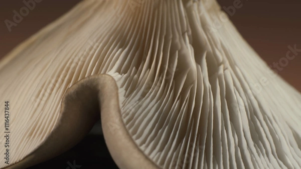 Fototapeta Membranous mushroom. Complex surface texture. Macro shot.