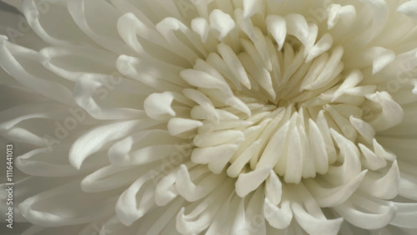 Fototapeta Intermediate incurve chrysanthemum. Internal structure of flower. Macro shot.