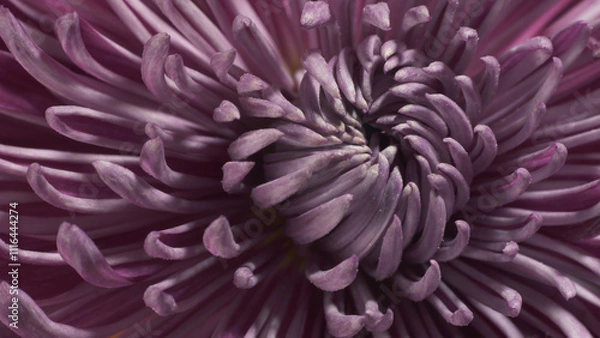 Fototapeta Intermediate incurve chrysanthemum. Internal structure of flower. Macro shot.