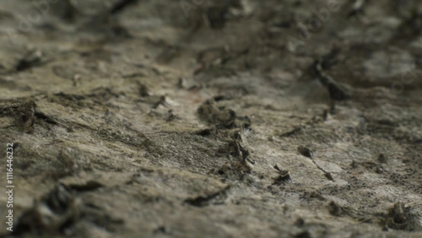 Fototapeta Birch bark looking like landscape. Complex surface texture. Macro shot.