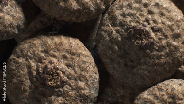 Fototapeta Acorn caps. Complex surface texture. Macro shot. 