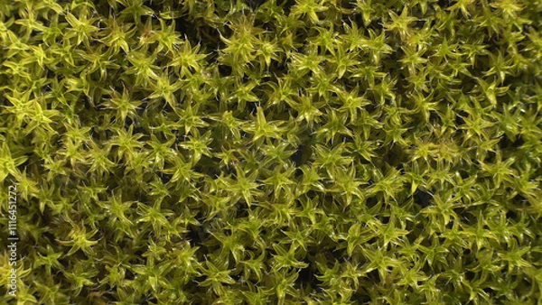 Fototapeta Unfolding moss leaves after rain. Detailed structure of plant. Macro shot. 