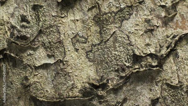 Fototapeta Birch bark. Complex surface texture. Macro shot