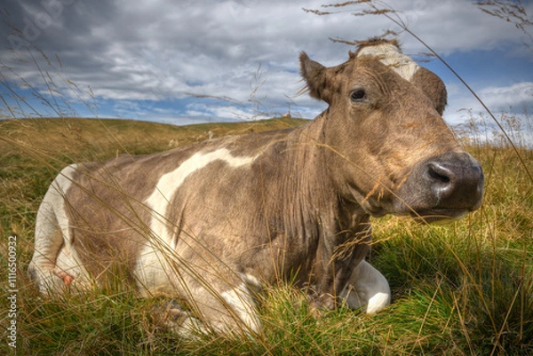 Obraz Close-up portrait of a calf sitting in long grass in a mountain meadow