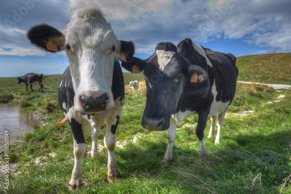 Obraz Pair of Friesian cows in the Lessinia region of northern Italy.