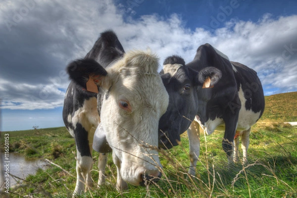 Obraz Pair of Friesian cows in the Lessinia region of northern Italy.