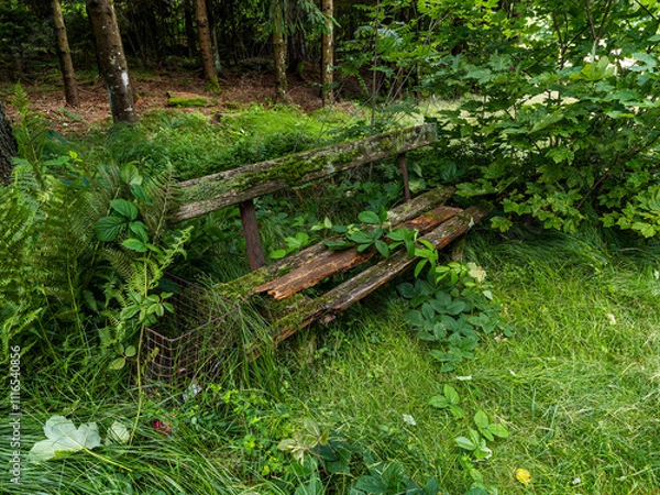 Fototapeta Zugewachsene Bank beim Wandern im Bayerischen Wald entdeckt