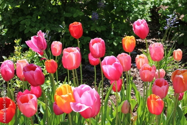 Fototapeta Vibrant Pink and Orange Tulips Blooming in a Spring Garden