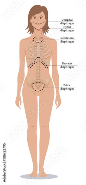 Fototapeta Occipital, hyoid, subclavian, thoracic and pelvic diaphragms in human body. Internal anatomy for osteopathic physicians. Vector illustration isolated on white background.