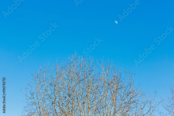 Fototapeta blue sky with tree branches and moon