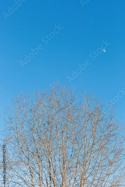 Fototapeta blue sky with tree branches and moon