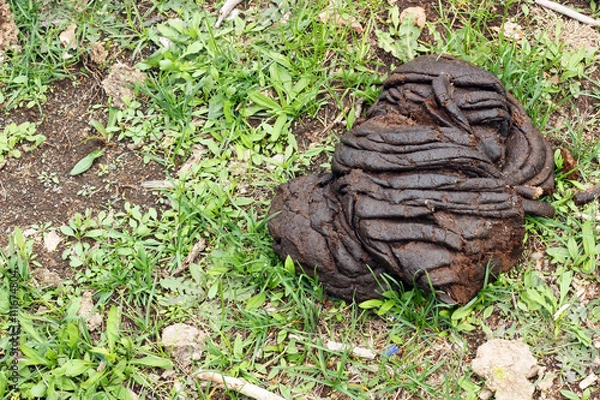 Obraz Cow shit on the grass