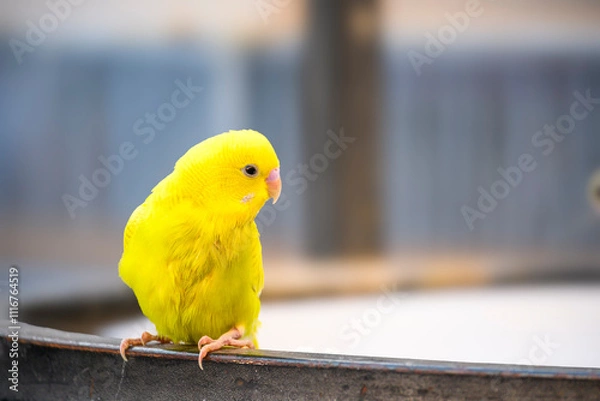 Obraz close-up portrait of yellow colored budgie
