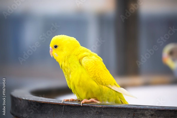 Obraz close-up portrait of yellow colored budgie