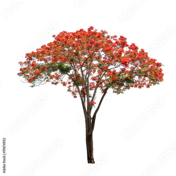 Obraz Isolated Flame tree on white background