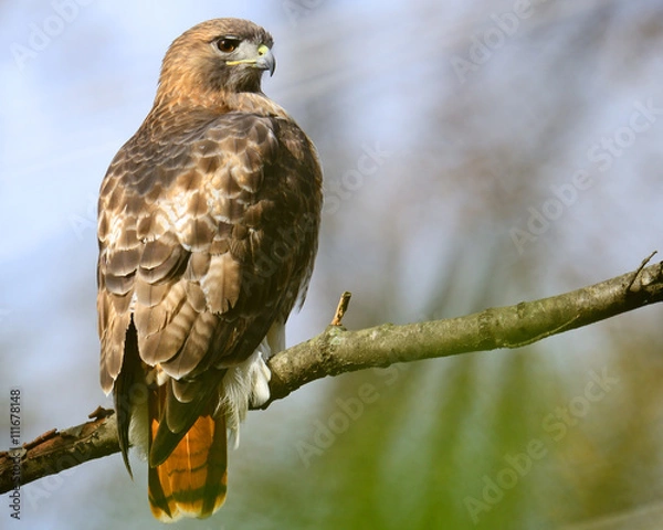 Fototapeta Red-tailed Hawk on Branch
