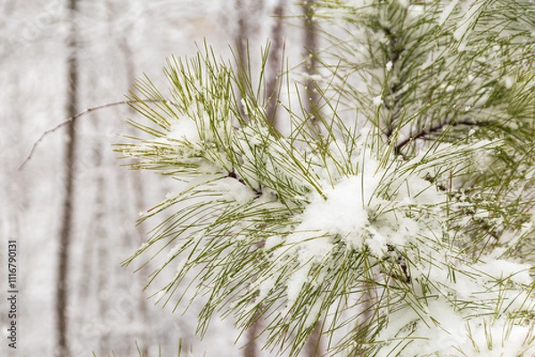 Fototapeta A close-up of a recent snowfall adorning the pine branches.