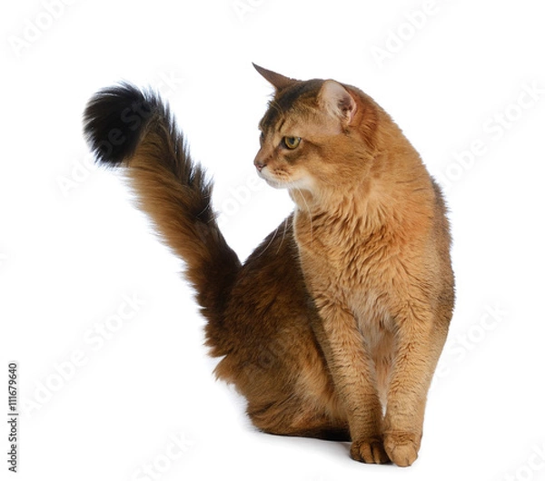 Obraz Somali cat isolated on white background