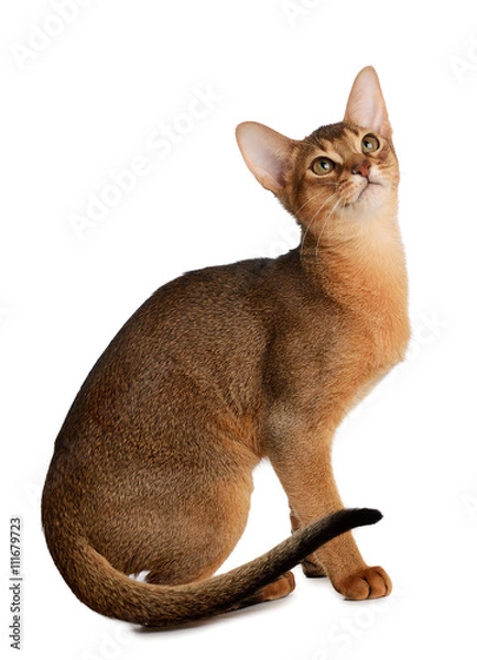 Fototapeta Abyssinian young cat isolated on white background