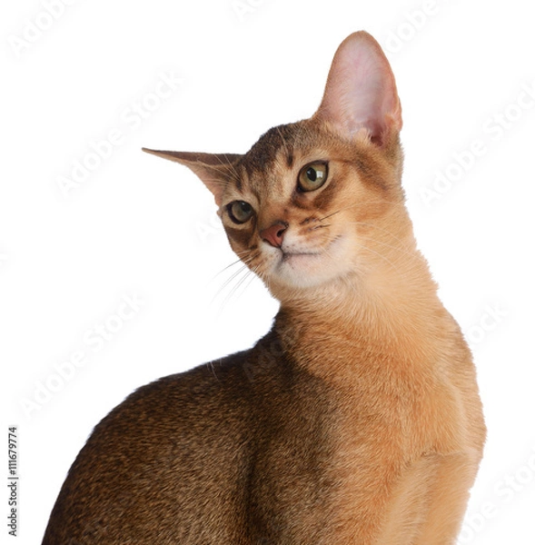 Obraz Abyssinian young cat isolated on white background