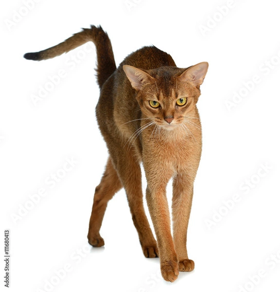 Fototapeta Abyssinian young cat isolated on white background