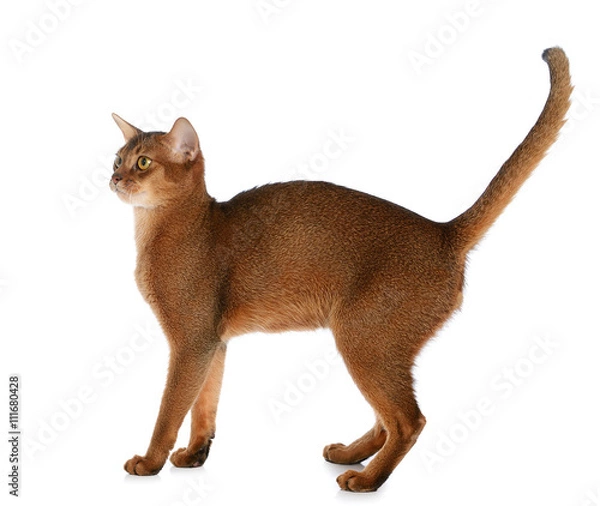 Fototapeta Abyssinian young cat isolated on white background