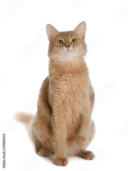Obraz Somali cat isolated on white background