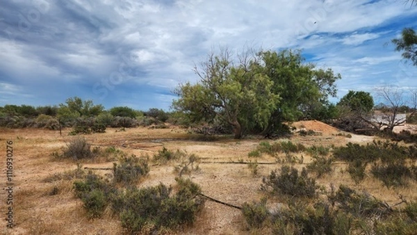 Fototapeta Hamelin Pool in Western Australia