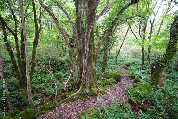 Fototapeta fine autumn path through mossy rocks and old trees