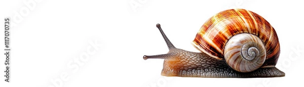 Fototapeta Colorful snail on a soft surface. transparent background