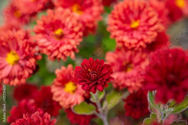 Fototapeta 庭のスプレーマム