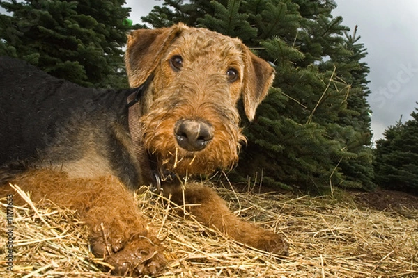 Obraz Muddy airdale terrier dog in Christmas tree field
