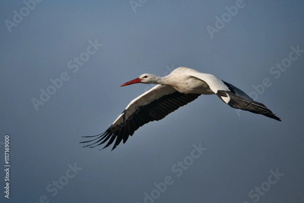 Obraz white stork in flight