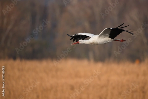 Fototapeta white stork in flight