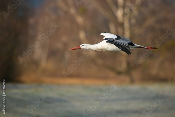 Fototapeta white stork in flight