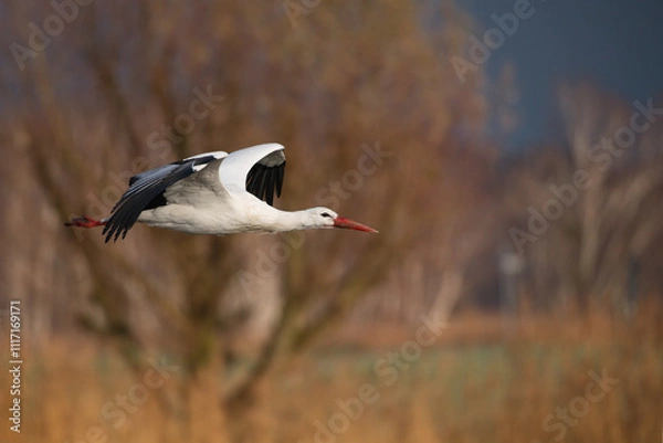 Fototapeta white stork in flight