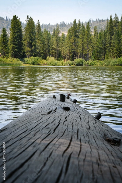 Obraz Lake Log in the Forest