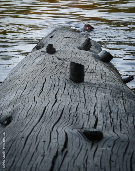 Obraz Details of a River Log