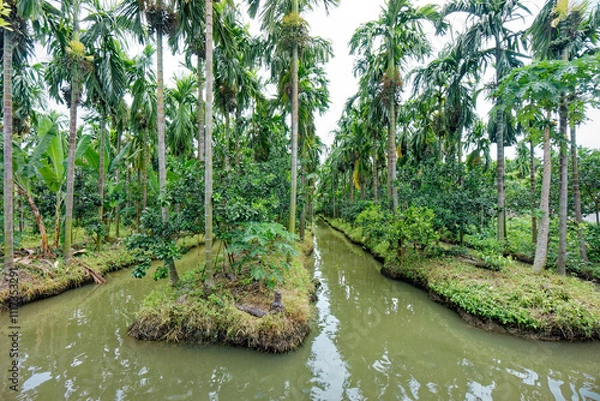 Fototapeta Lush Palm Orchard with Water Channels. View of a tropical palm orchard featuring neatly aligned areca palm trees surrounded by verdant vegetation and narrow water channels weave through the landscape