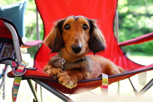 Fototapeta アウトドアチェアの犬　ミニチュアダックス