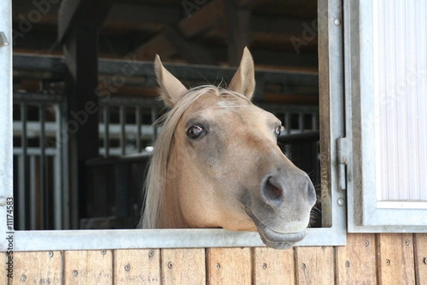 Fototapeta Pferdekopf